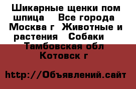 Шикарные щенки пом шпица  - Все города, Москва г. Животные и растения » Собаки   . Тамбовская обл.,Котовск г.